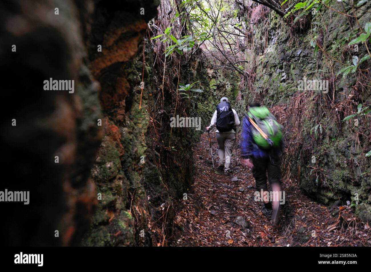 Escursionisti su un antico sentiero utilizzato dagli abitanti del villaggio per attraversare l'isola da nord a sud, sulle alture di Santana, isola di Madeira, Oceano Atlantico, Portogallo Foto Stock