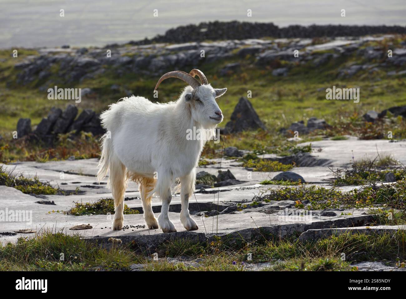 Capra selvatica, Inishmore, la più grande delle Isole Aran, Galway Bay, Contea di Galway, Connacht, Repubblica d'Irlanda Foto Stock