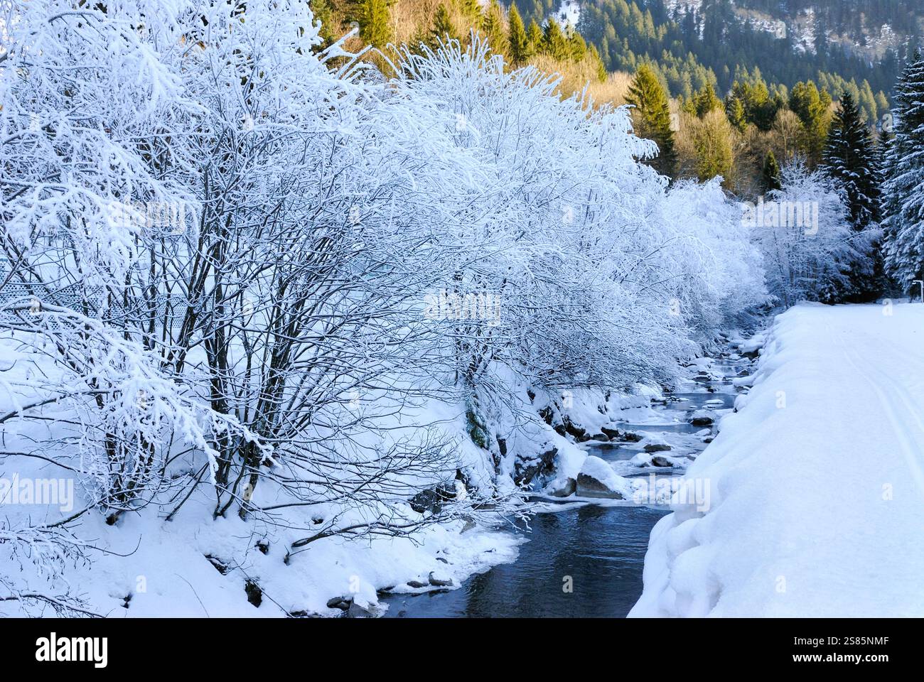 Alberi ghiacciati su una riva del fiume, intorno a Champery, Canton Vallese, Svizzera Foto Stock