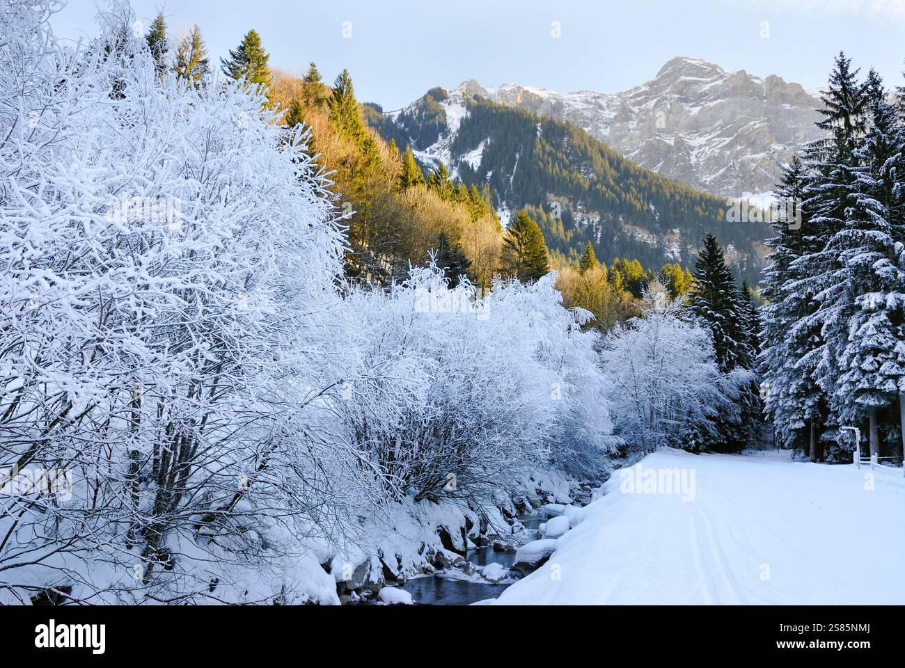 Alberi ghiacciati su una riva del fiume, intorno a Champery, Canton Vallese, Svizzera Foto Stock