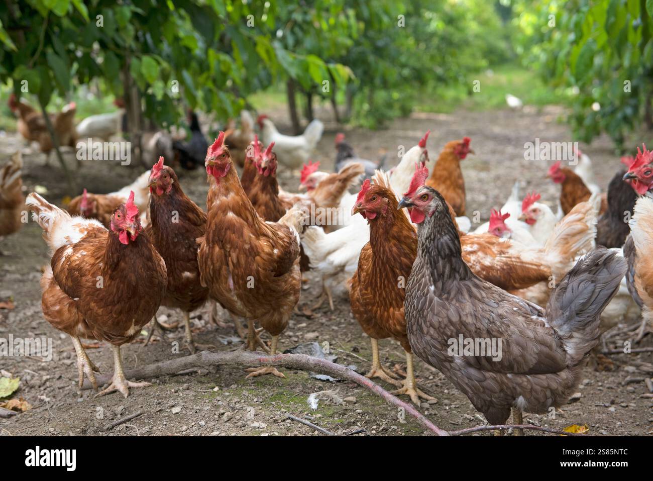 Allevamento di galline ovaiole in un frutteto di ciliegio, Agriturismo Lerchnhof, Valdaora di sotto, alto Adige, Italia Foto Stock