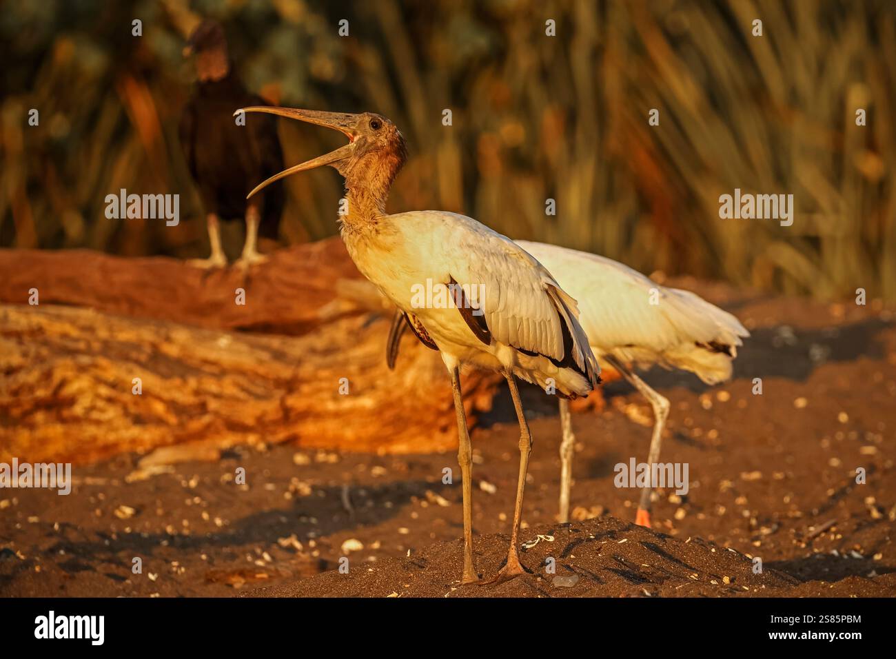Cicogne di legno (Mycteria americana), grande uccello da guado del sud America, scavando sulla spiaggia di tartarughe di sabbia nera, Ostional, Guanacaste, Costa Rica Foto Stock