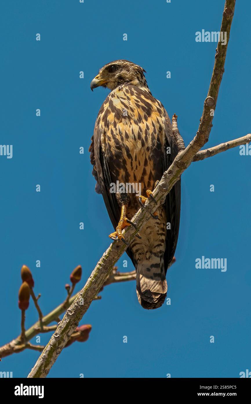 Falco dalle ali larghe (Buteo platypterus) piccolo raptor, comune nelle Americhe fino al Brasile, Playa Garza, Nosara, Guanacaste, Costa Rica Foto Stock