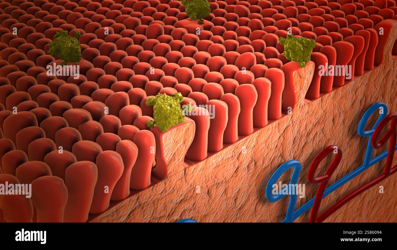 Legame molecolare ai recettori sulla lingua Foto Stock