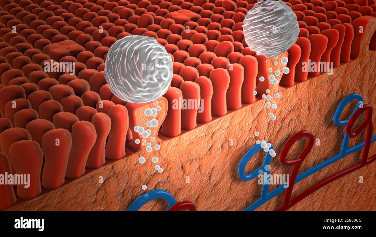 Farmaco assorbito dai recettori sulla lingua Foto Stock