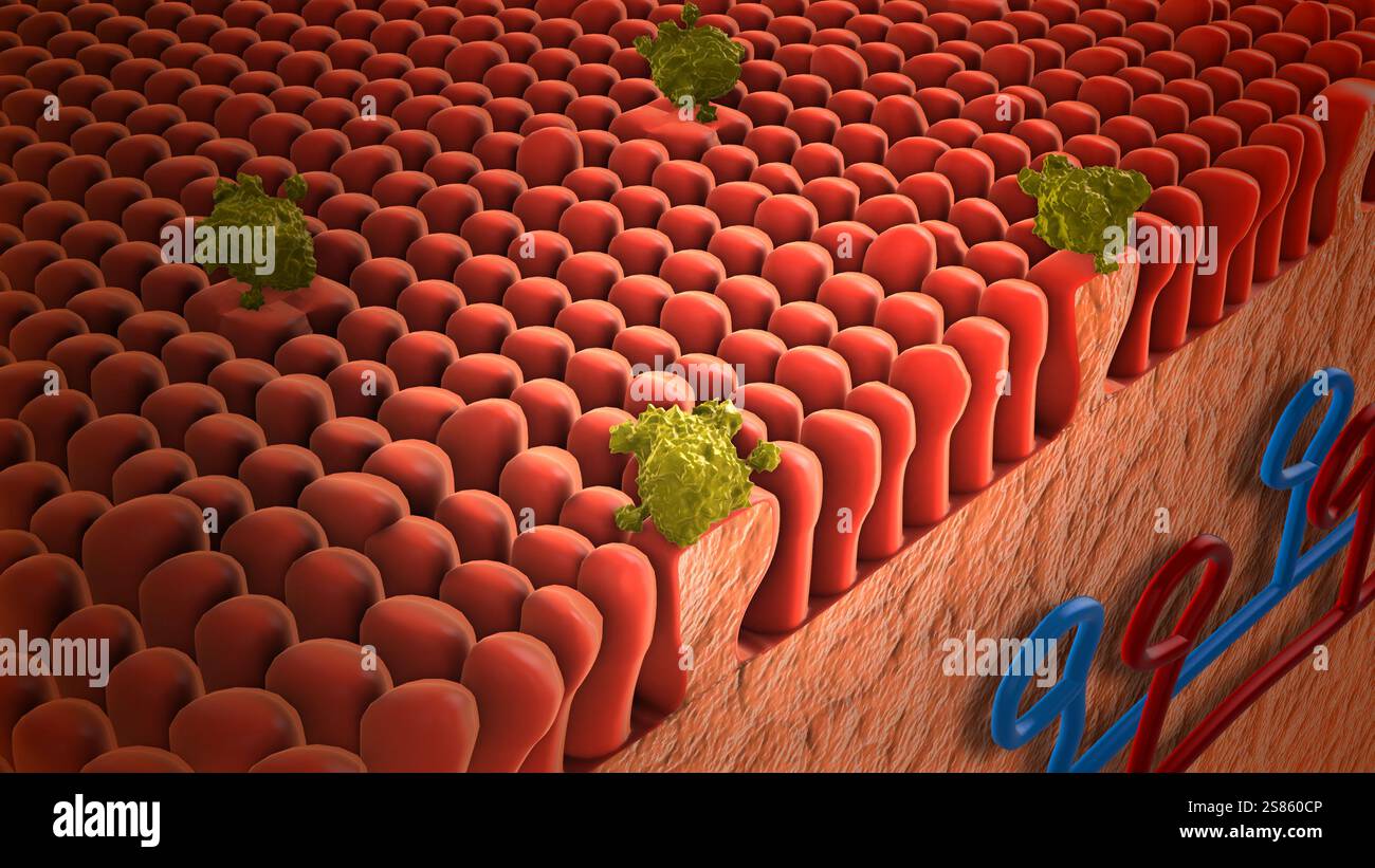 Legame molecolare ai recettori sulla lingua Foto Stock