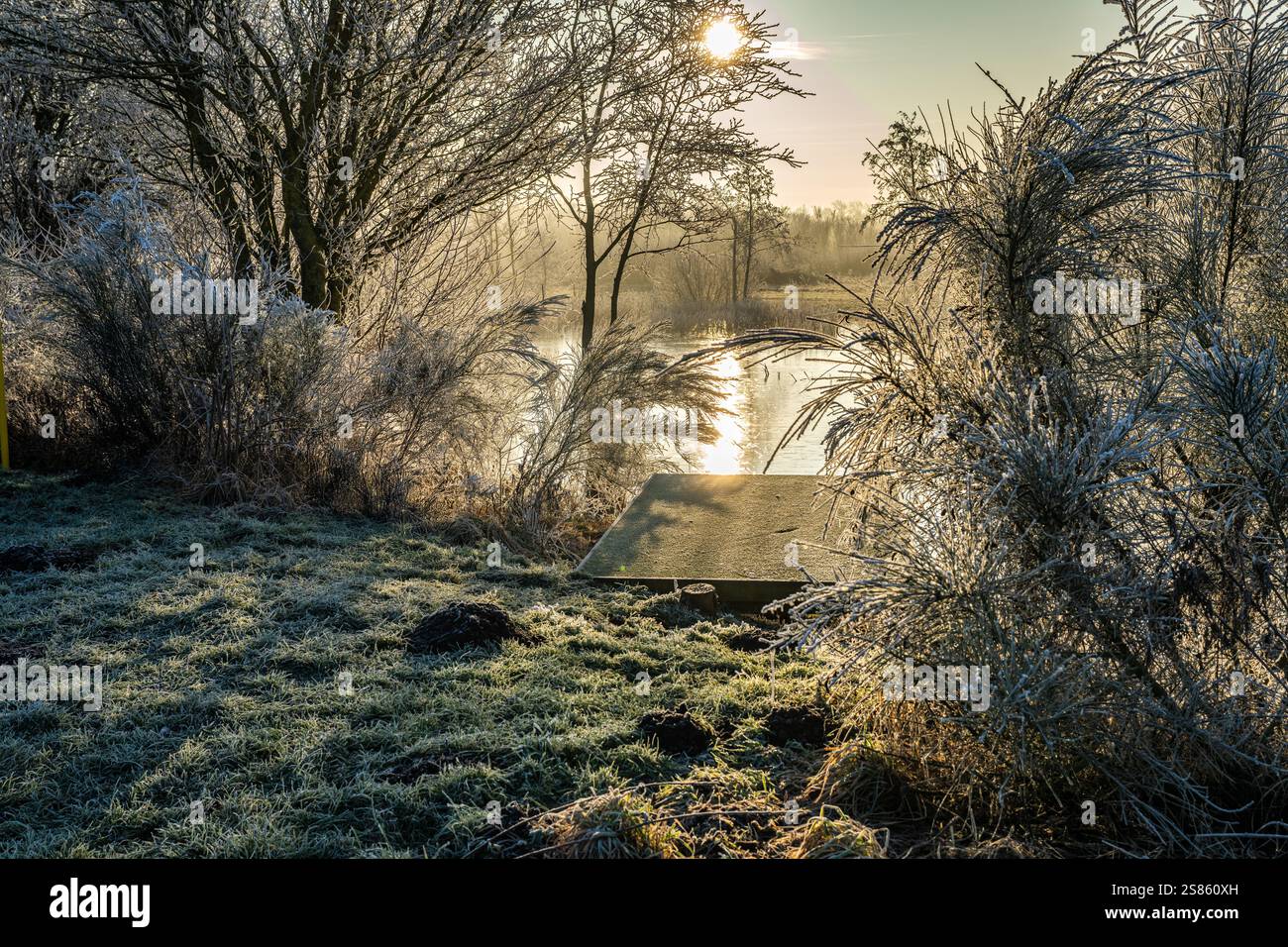 Una serena scena invernale con piante ghiacciate accanto a un lago fermo, che riflette il bagliore dorato dell'alba, sotto un cielo limpido durante una mattina croccante. Foto Stock