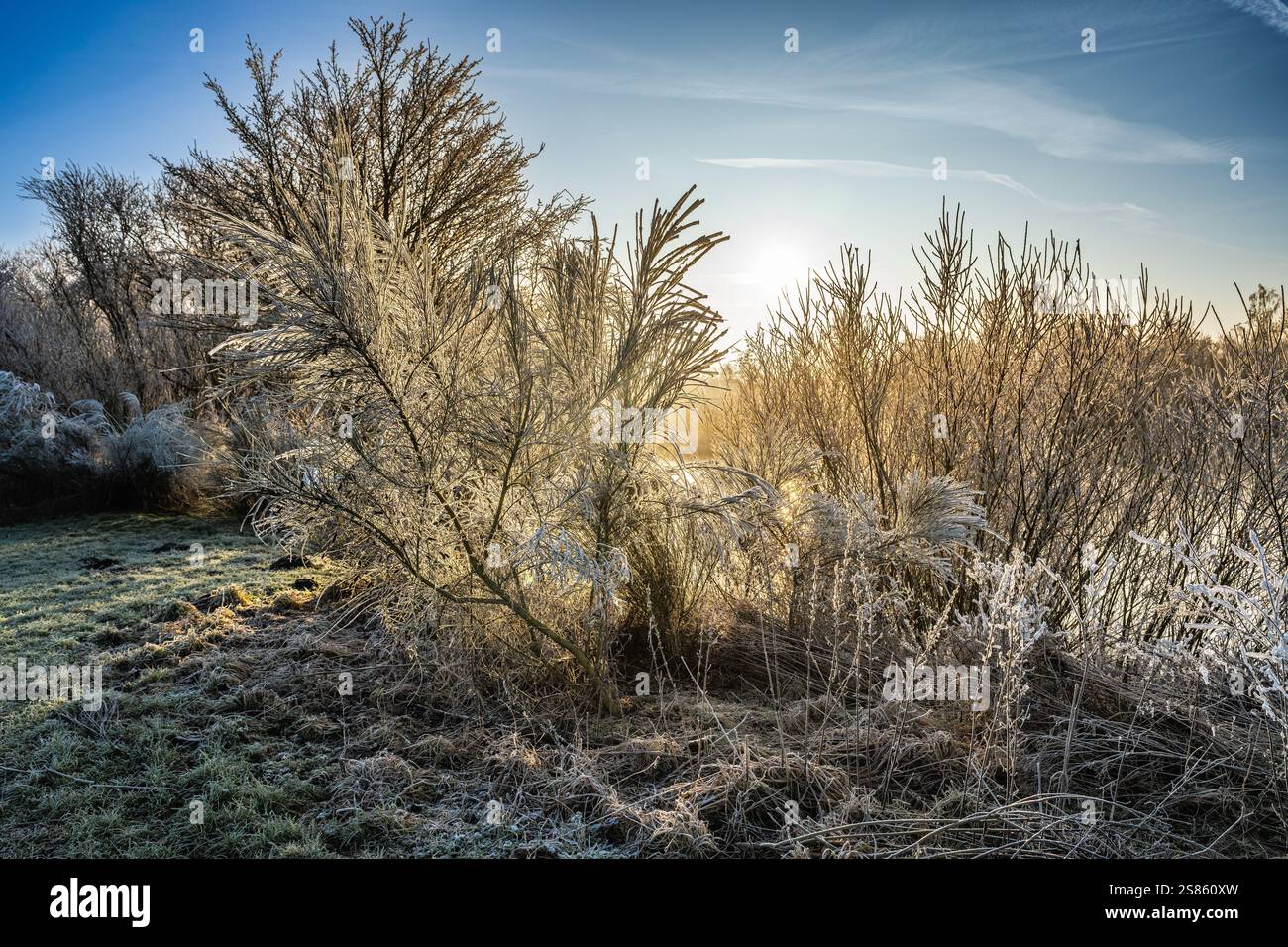 Una serena scena invernale con piante ghiacciate accanto a un lago fermo, che riflette il bagliore dorato dell'alba, sotto un cielo limpido durante una mattina croccante. Foto Stock