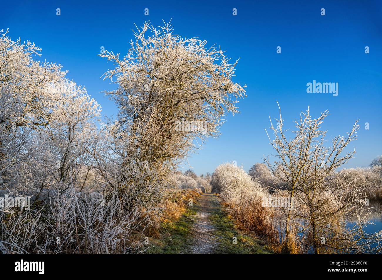 Una serena scena invernale con piante ghiacciate accanto a un lago fermo, che riflette il bagliore dorato dell'alba, sotto un cielo limpido durante una mattina croccante. Foto Stock