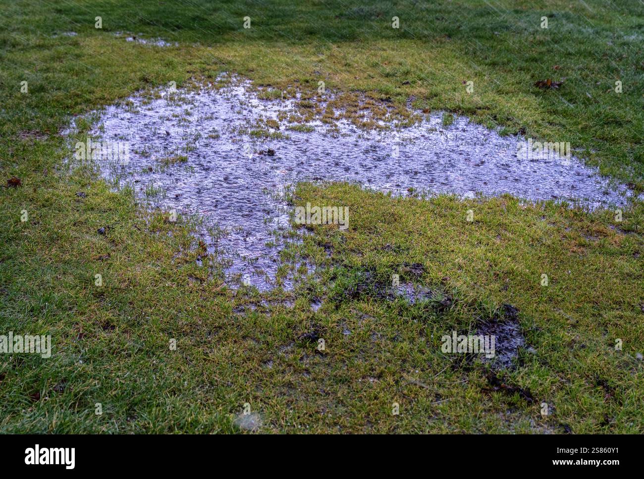 Vista ravvicinata di una zona di erba satura d'acqua che mostra terreno umido e effetti di aggregazione. Foto Stock
