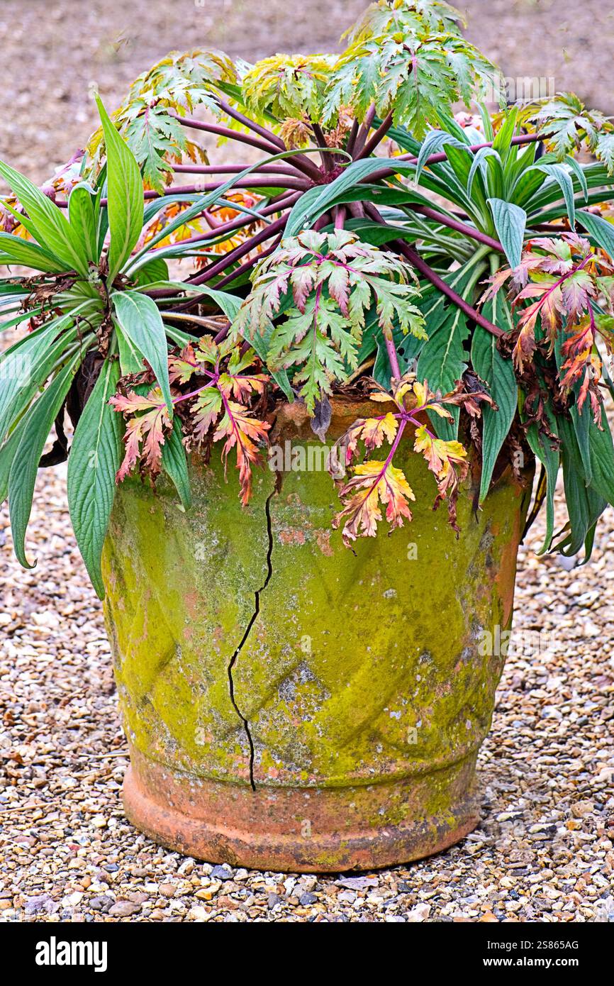 Pentola di terracotta vintage e craccata con fogliame verde - shabby chic Foto Stock