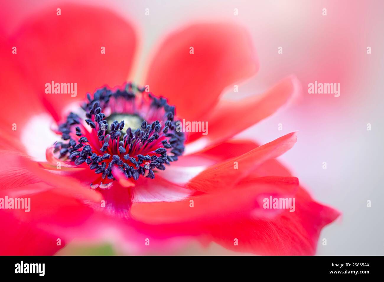 Immagine ravvicinata di un vivace fiore rosso Anemone De Caen, noto anche come il fiore del vento Foto Stock