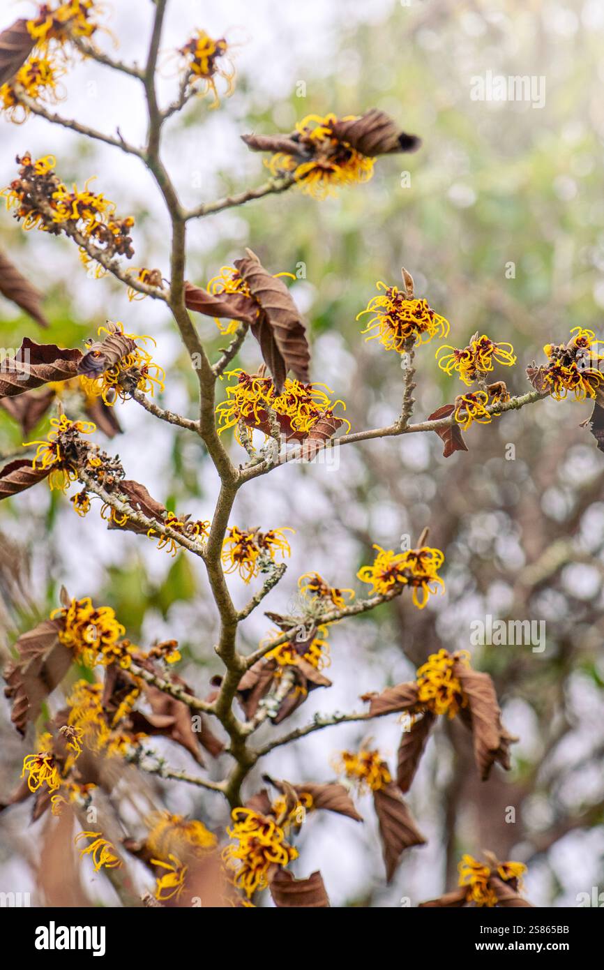 Splendidi fiori di Hemerocallis gialli, noti anche come Witch-Hazel Foto Stock