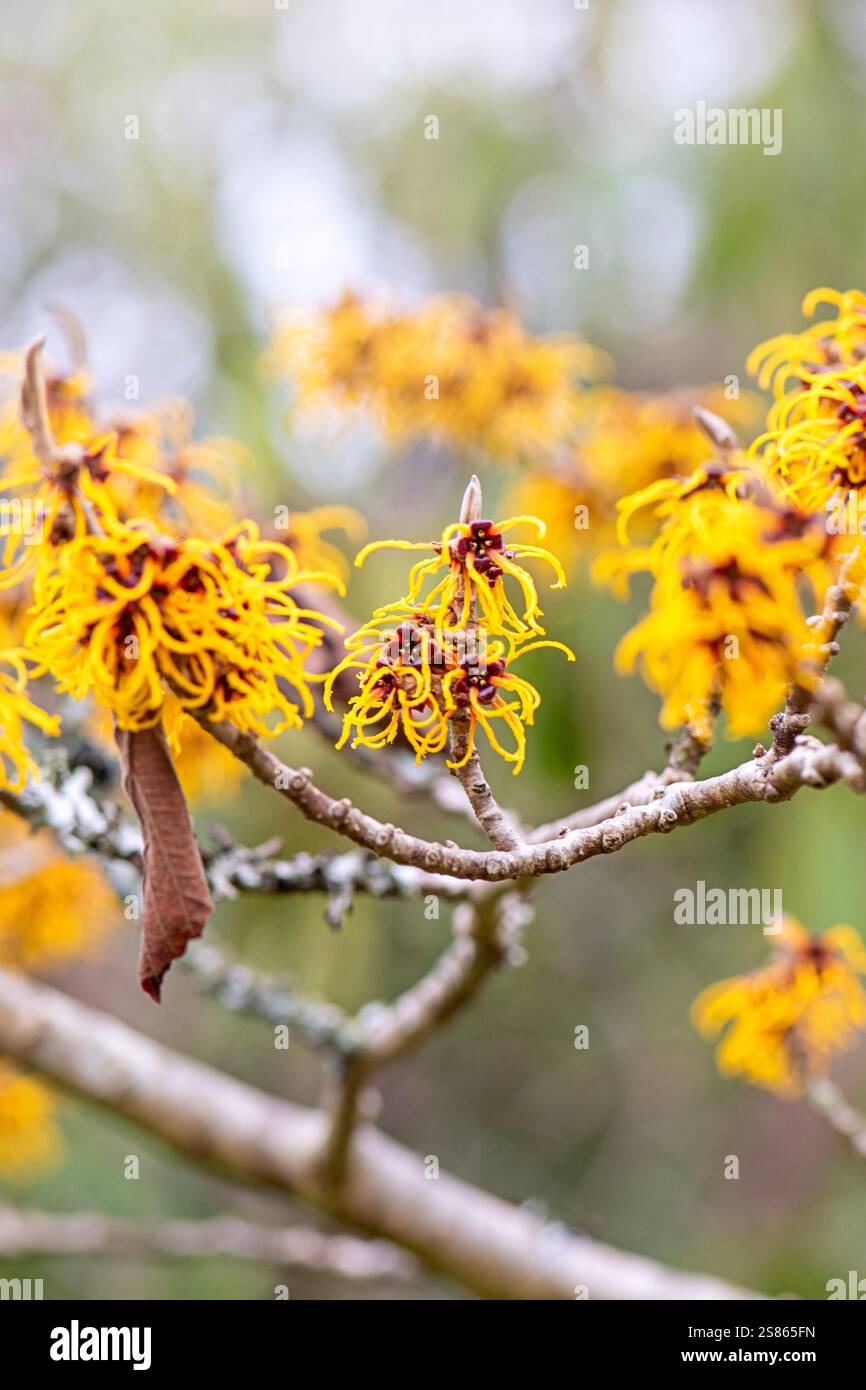 Splendidi fiori di Hemerocallis gialli, noti anche come Witch-Hazel Foto Stock
