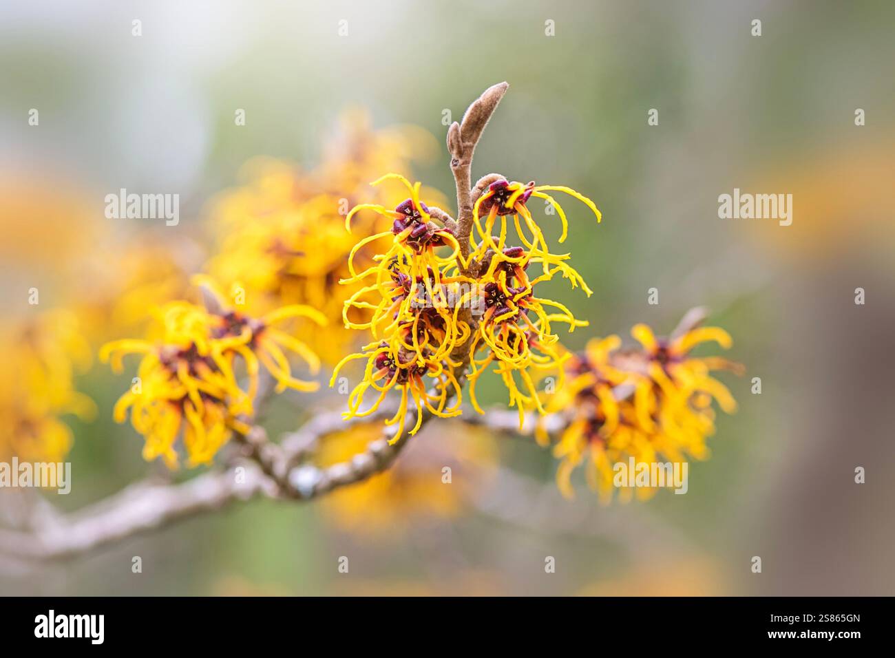 Splendidi fiori di Hemerocallis gialli, noti anche come Witch-Hazel Foto Stock