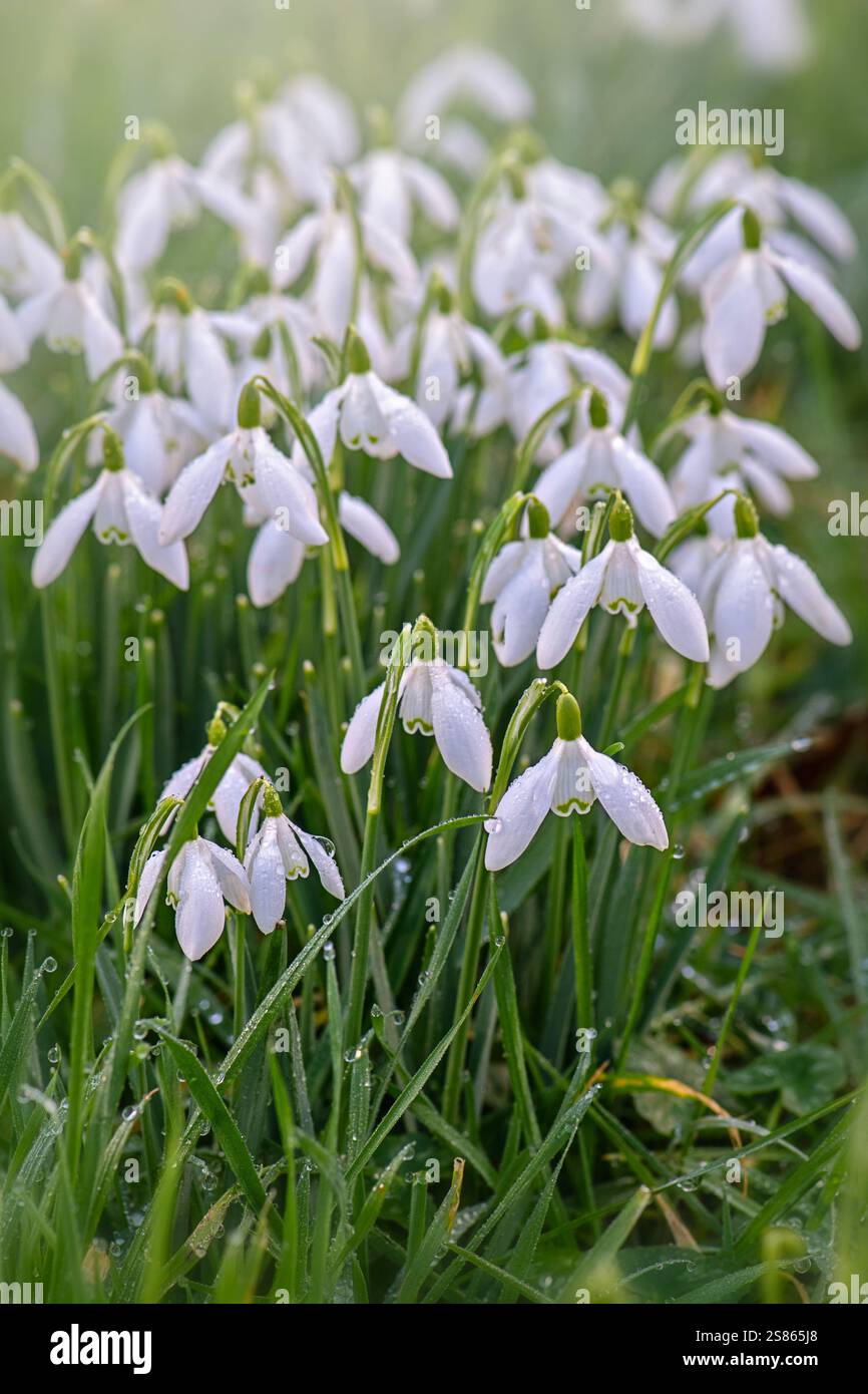 Bella primavera, fiori bianchi di goccia di neve di Galanthus Nivalis, sotto il sole tenue Foto Stock