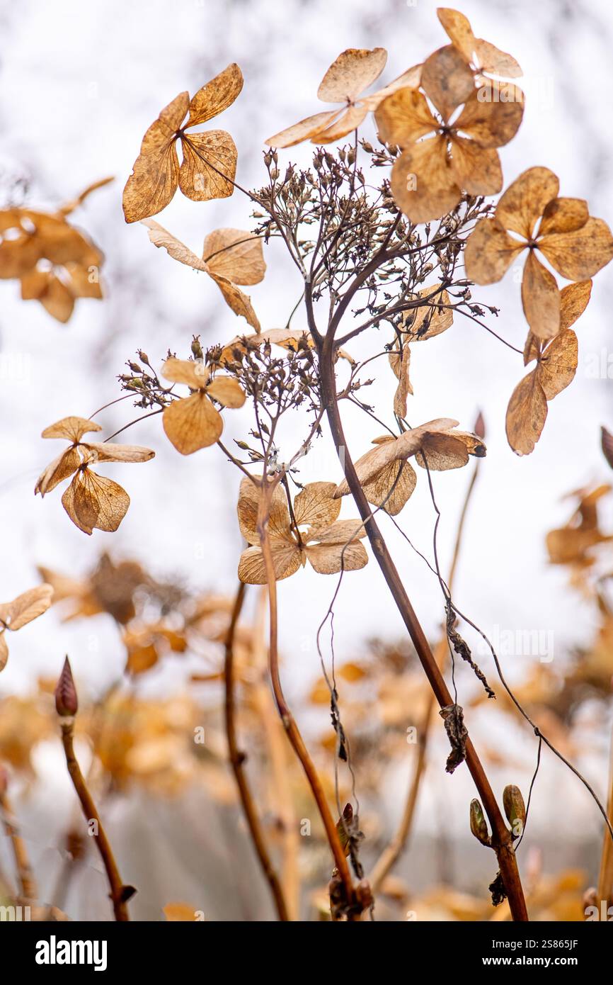 Immagine astratta di Hydrangea, semi secchi/teste di fiori in un giardino d'inverno Foto Stock