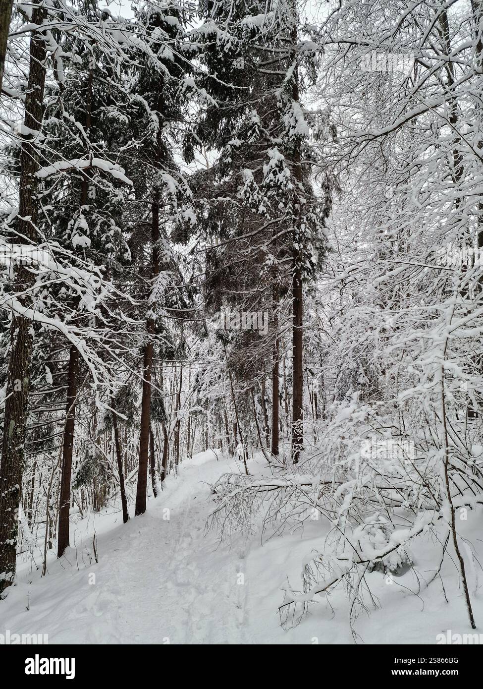 Tranquillo sentiero invernale che si snoda attraverso una foresta innevata. Alti alberi sempreverdi fiancheggiano entrambi i lati del sentiero, i loro rami adornati di neve Foto Stock