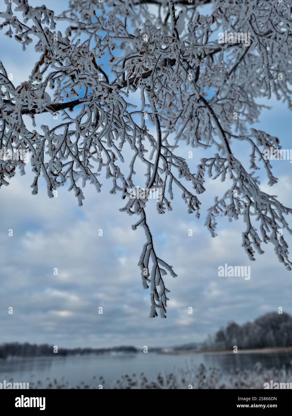 Rami di alberi ghiacciati d'inverno sopra il lago ghiacciato, splendido paesaggio invernale, ambiente gelido Foto Stock