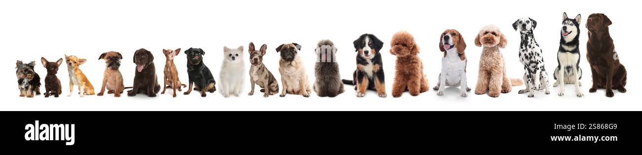 Adorabili cani di diverse dimensioni di fila su sfondo bianco, dal più piccolo al più grande Foto Stock