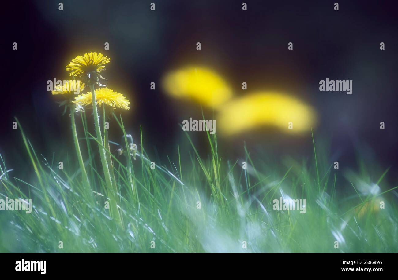 Dandelions, Taraxacum Foto Stock