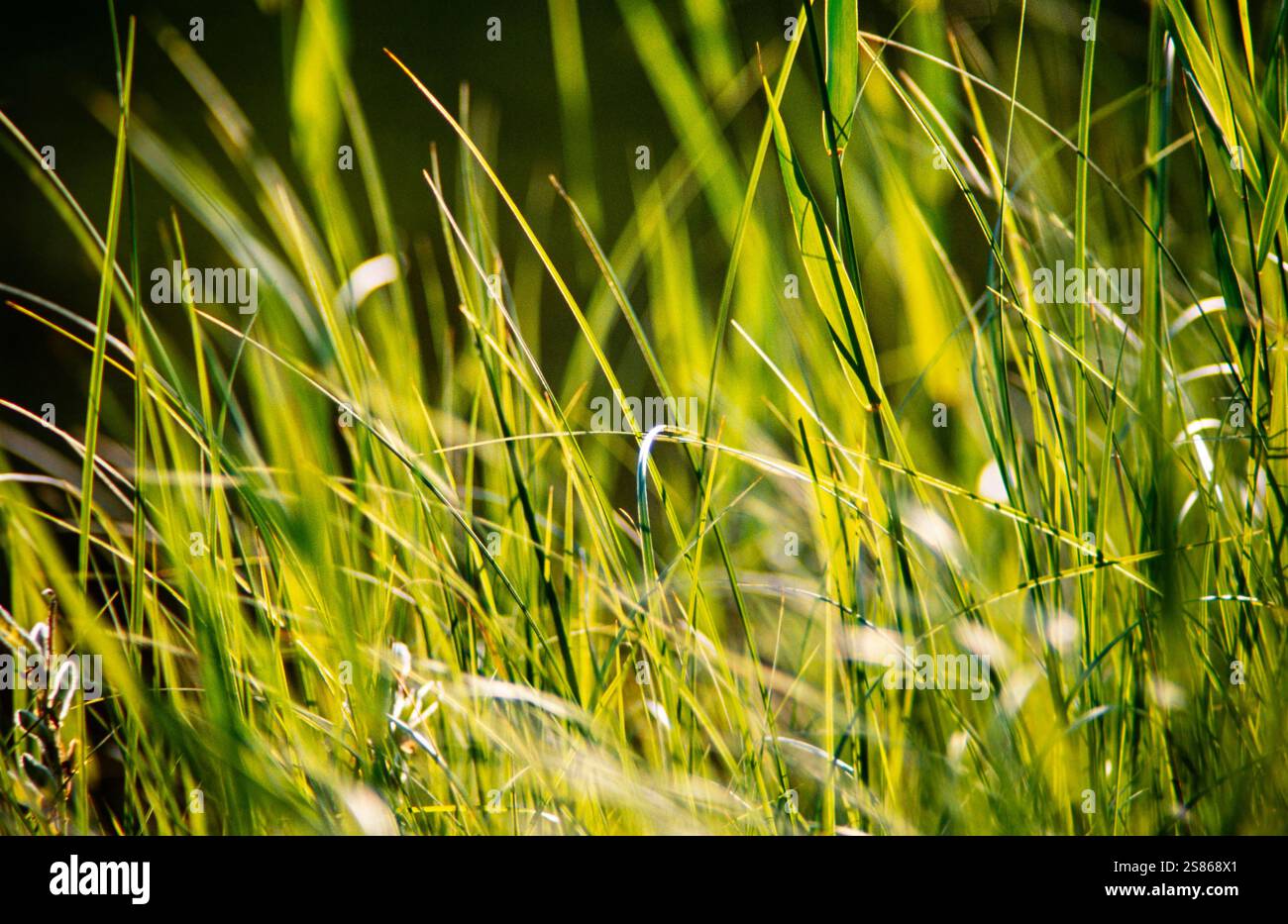 Erba verde Foto Stock