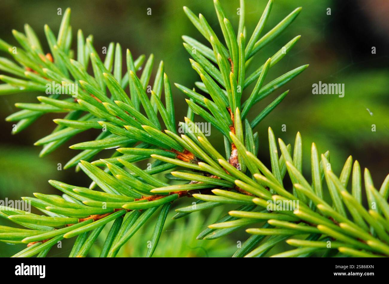 Filiale attillata Foto Stock