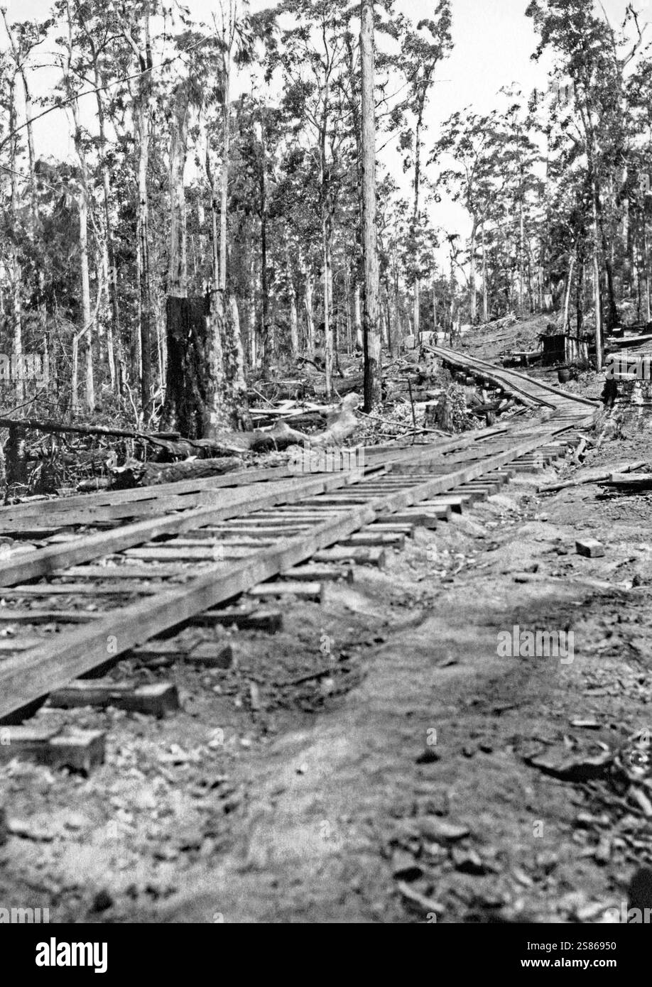 La ripida pendenza del letto di binari di legno sulla Langley vale Timber Tramway, vicino a Taree, nuovo Galles del Sud, Australia, all'inizio del XX secolo. La ferrovia era una rete ferroviaria a scartamento ridotto di 20 chilometri (12 miglia), con rotaie per lo più in legno, con uno scartamento di 4 ft 2 in. Fu utilizzato dal 1897 al 1933 per trasportare tronchi in una segheria a Lansdowne nella valle del fiume Manning. La pista è iniziata dalla segheria e ha corso verso l'alto con ripide pendenze, su ponti di roccia ruvidi fino alla parete occidentale di Hannam vale. Il viaggio in salita durò da 3 a 4 ore. Foto Stock