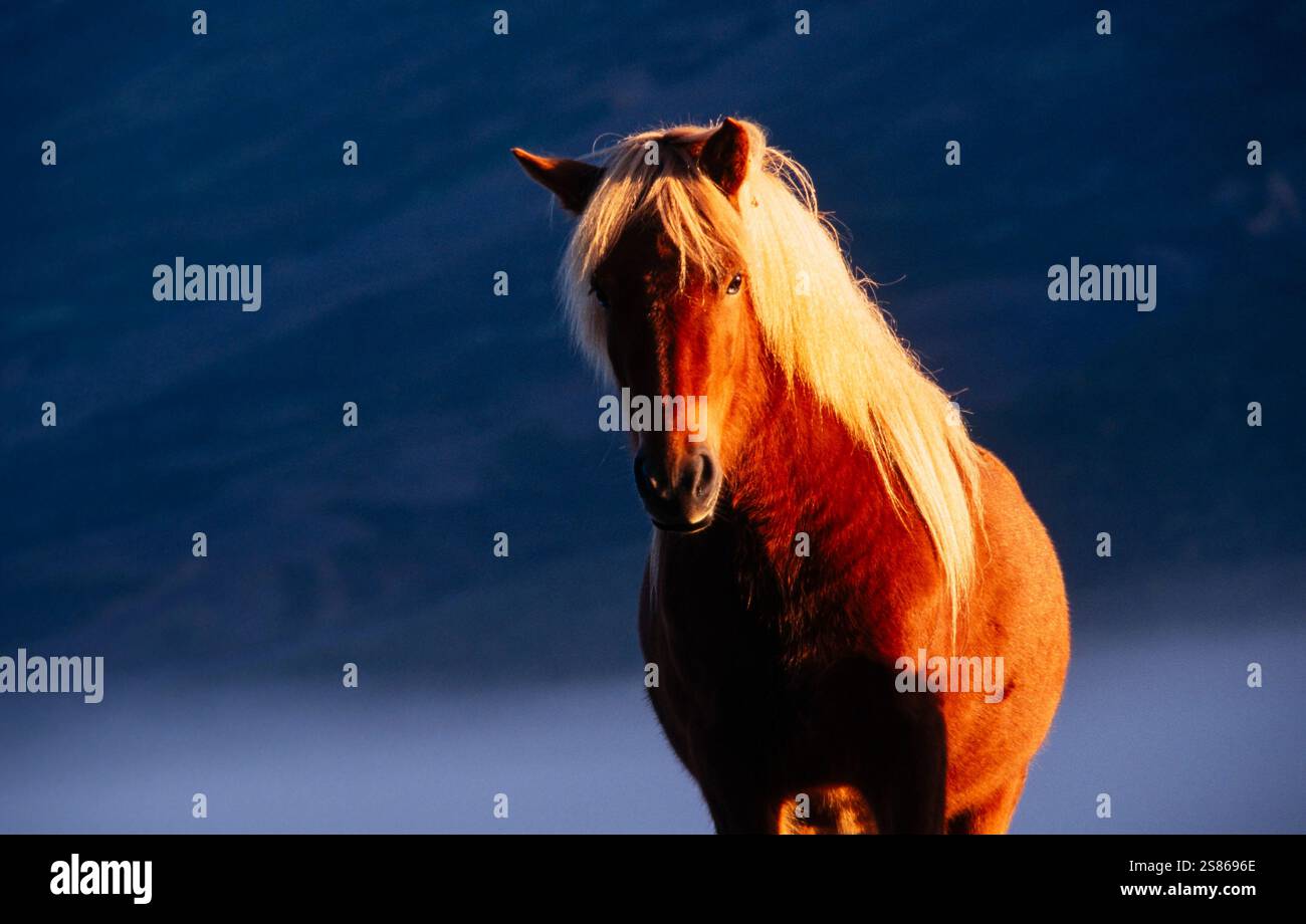 Cavallo islandese Foto Stock