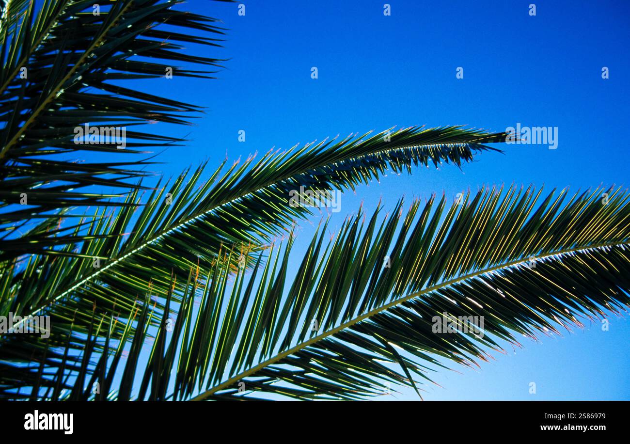 Foglie di Palma Foto Stock