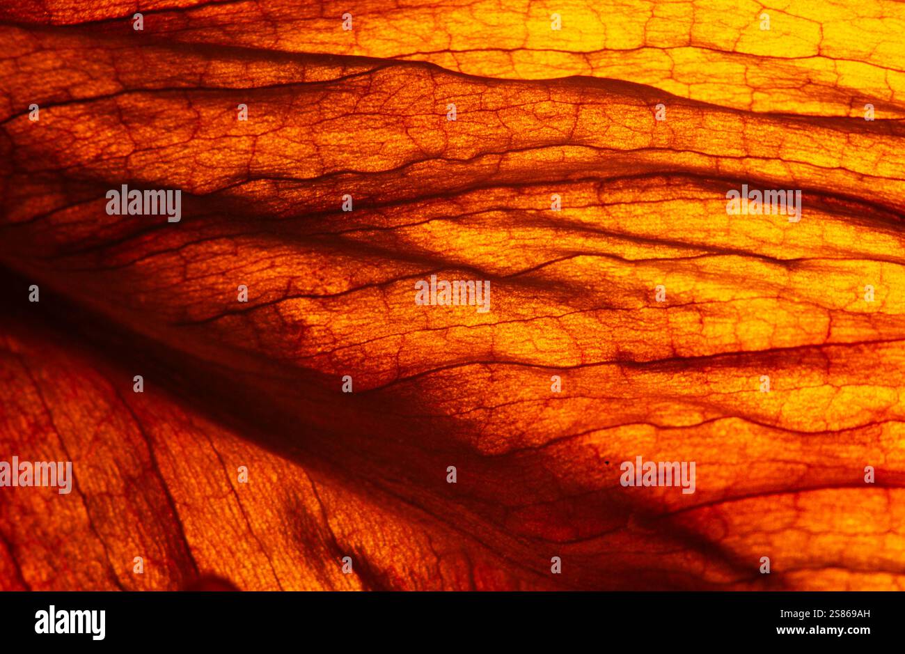 Lamelle in decadimento Foto Stock