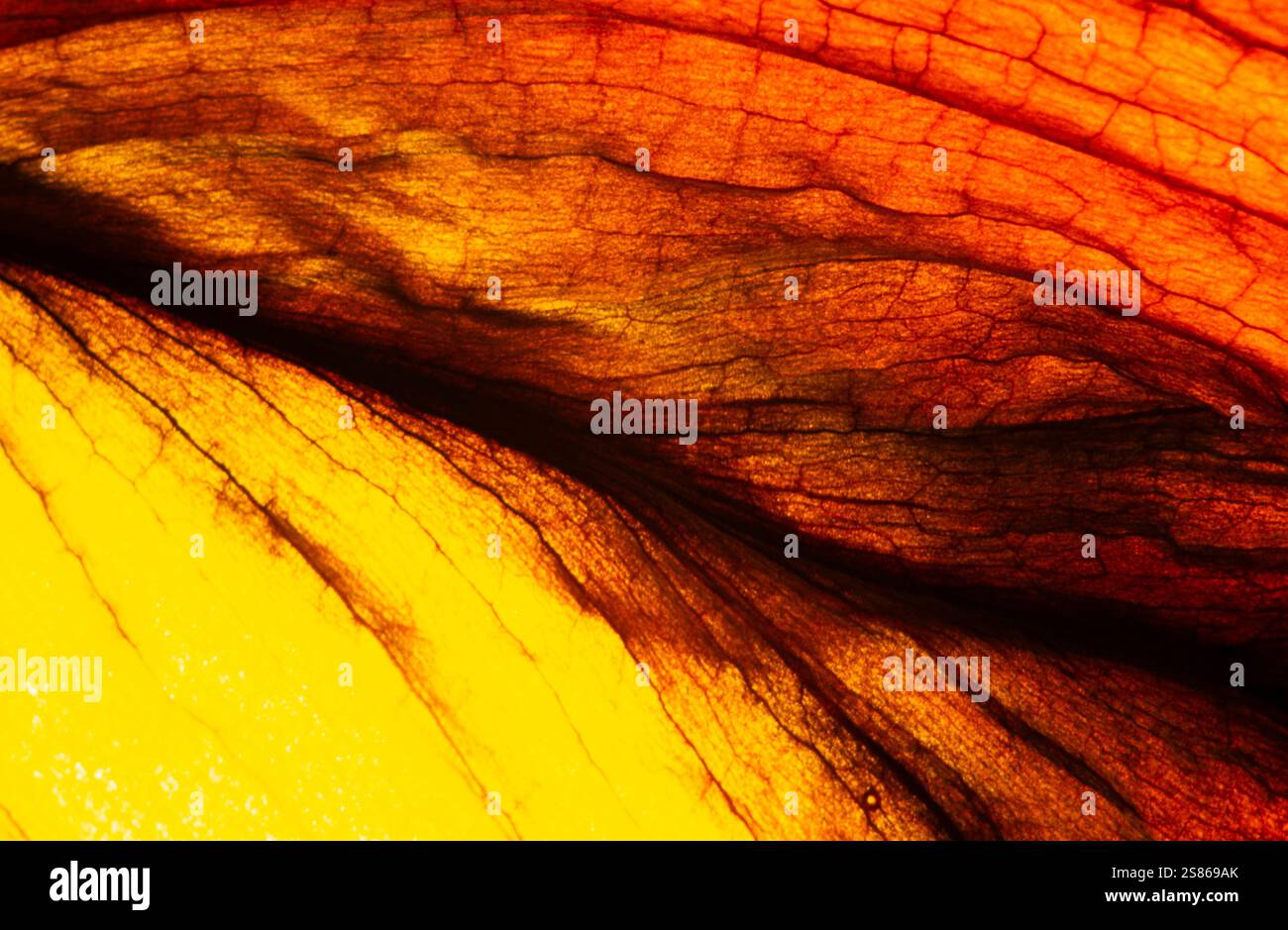 Lamelle in decadimento Foto Stock