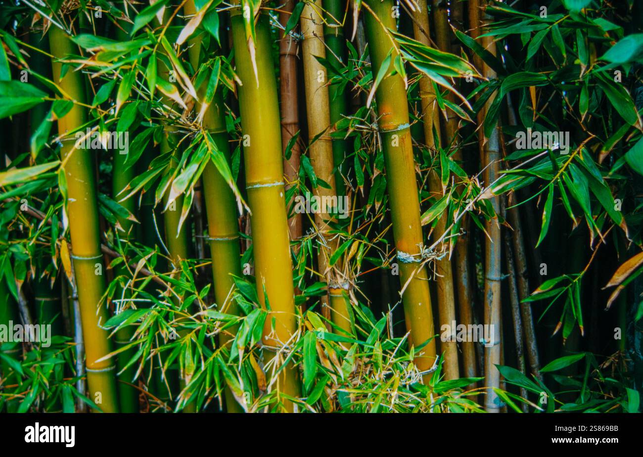 Bambù Foto Stock