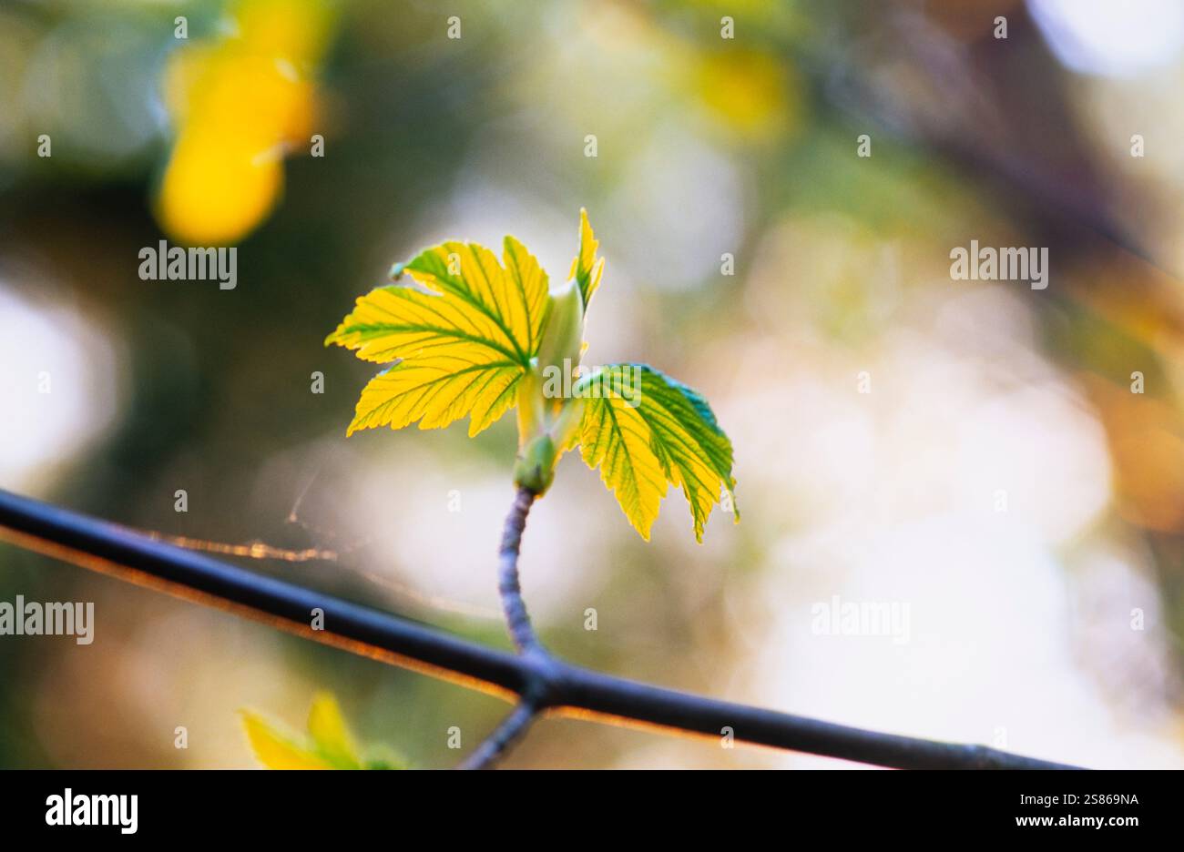 Leaf Foto Stock