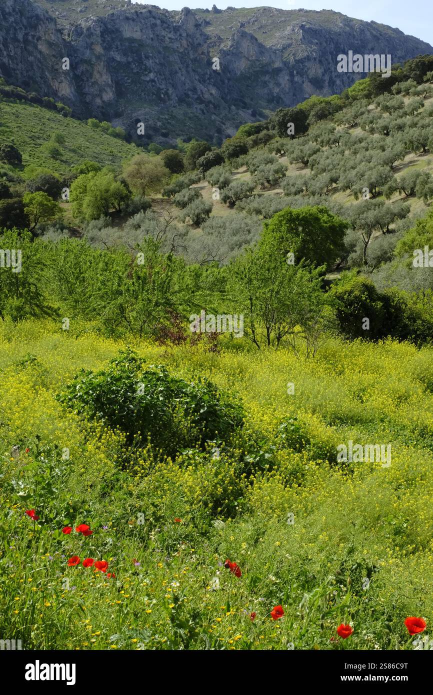 Fiori selvatici, ulivi e alberi da frutto nella valle che conduce al passo dei ciliegi, nr Priego de Cordoba, Andalusia, Spagna Foto Stock