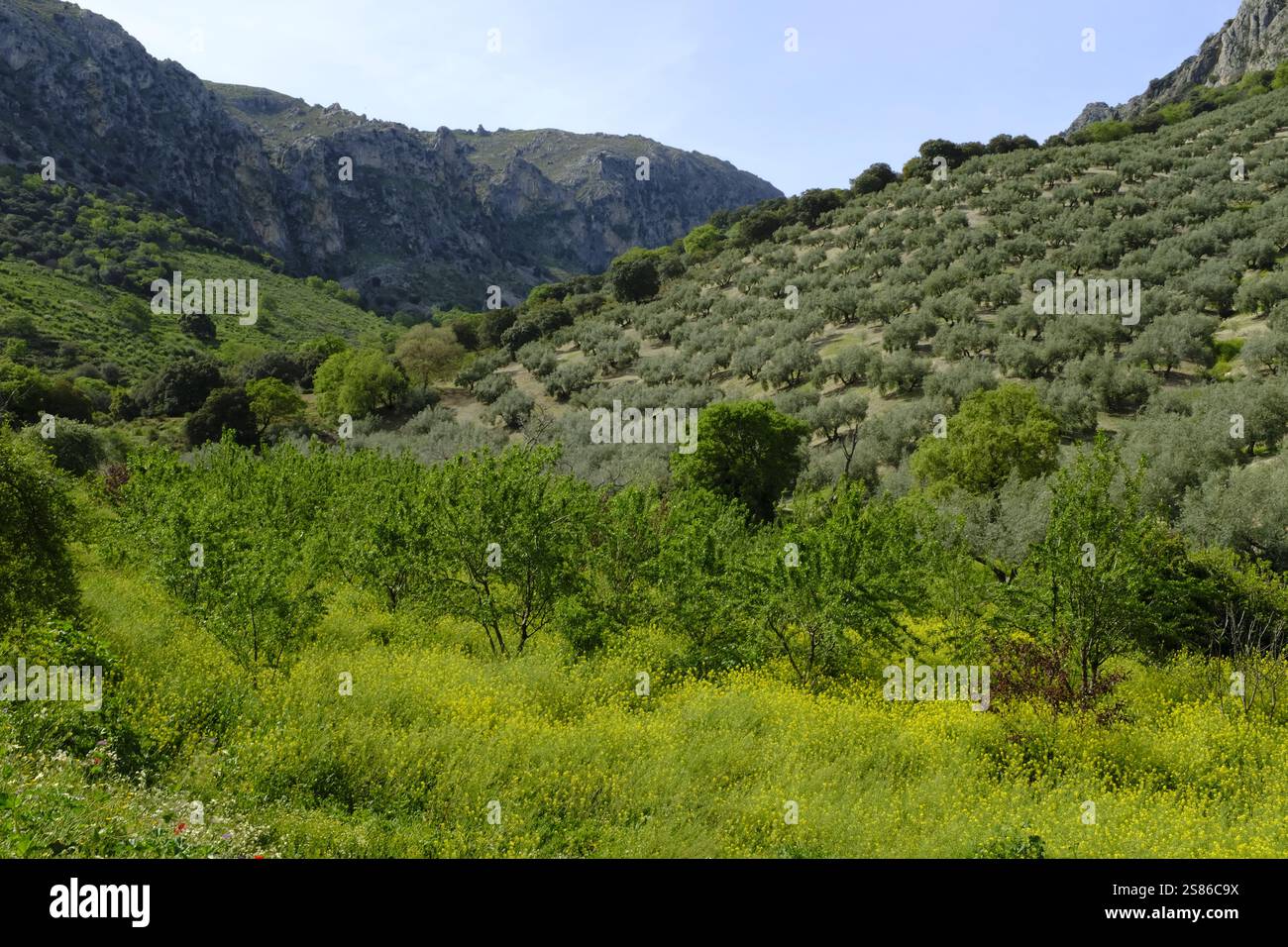 Fiori selvatici, ulivi e alberi da frutto nella valle che conduce al passo dei ciliegi, nr Priego de Cordoba, Andalusia, Spagna Foto Stock