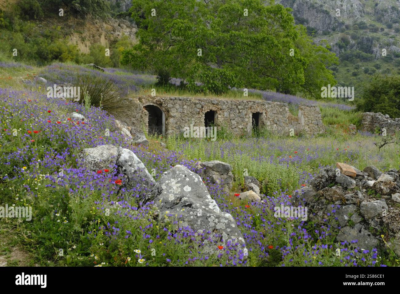 Rifugio tradizionale per animali in pietra e fiori selvatici in primavera sulle colline del Parco naturale la Sierra Subbetica, provincia di Cordoba, Andalusia, Spagna Foto Stock