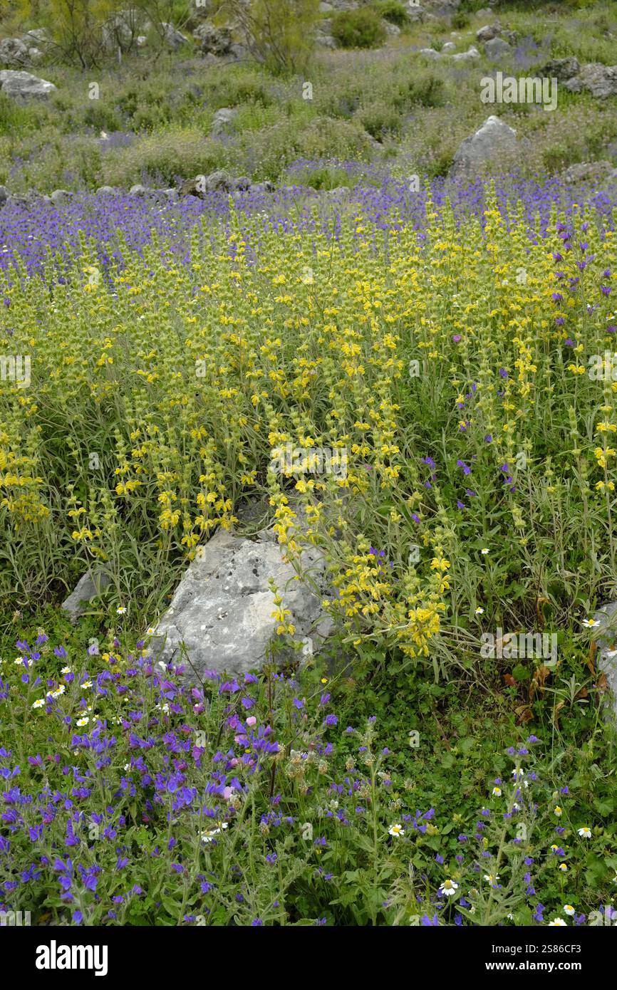 Fiori selvatici viola e gialli su una collina in primavera, Parco naturale la Sierra Subbetica, Provincia di Cordoba, Andalusia, Spagna Foto Stock