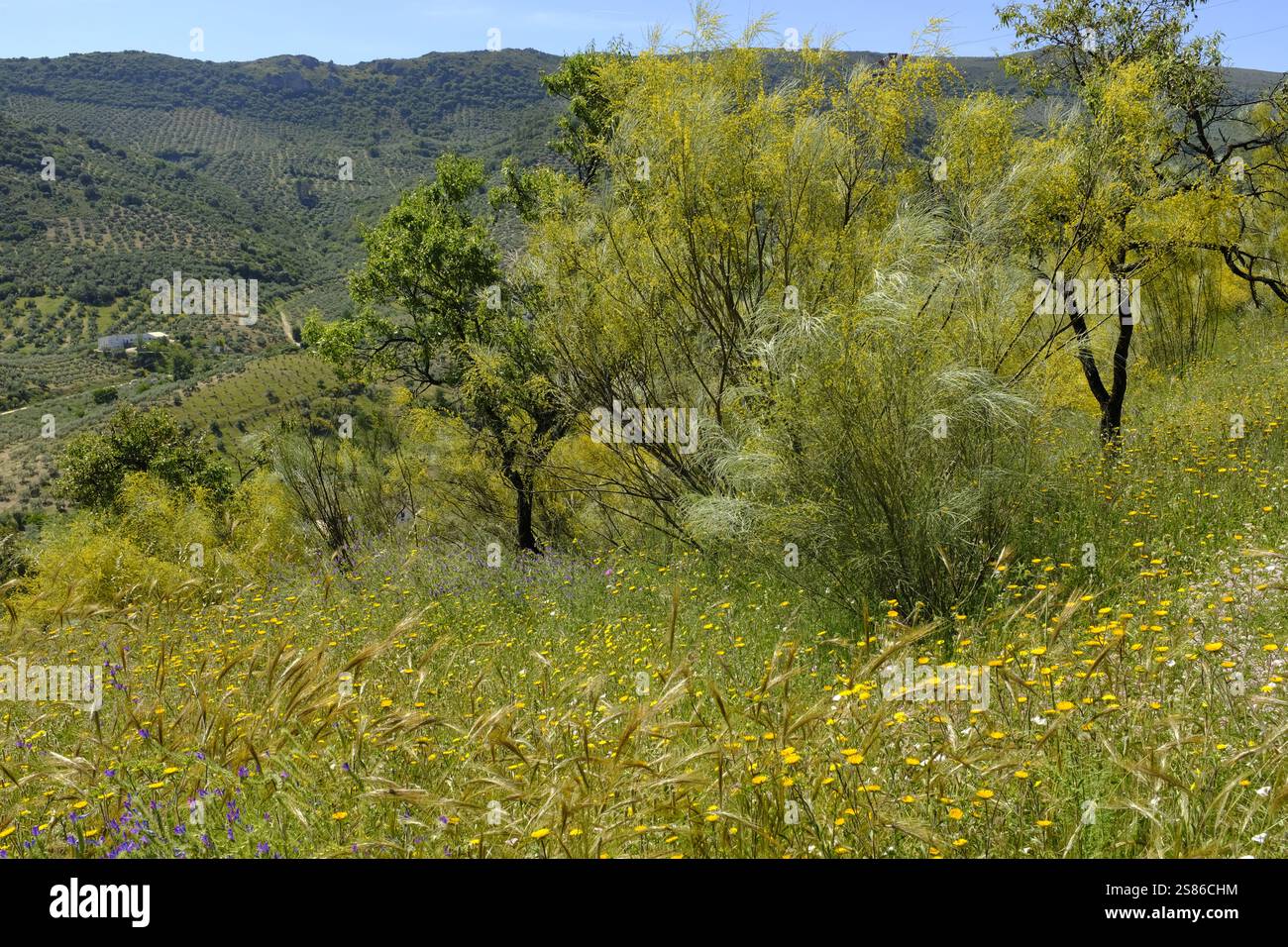 Fiori selvatici, avena selvatica e ginestre spagnole dorate su una collina in primavera, parco naturale la Sierra Subbetica, provincia di Cordoba, Andalusia, Spagna Foto Stock