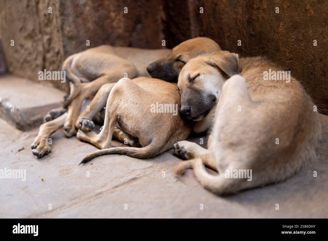 Tre simpatici cuccioli randagi che dormono l'uno sull'altro per strada a Varanasi, in India Foto Stock
