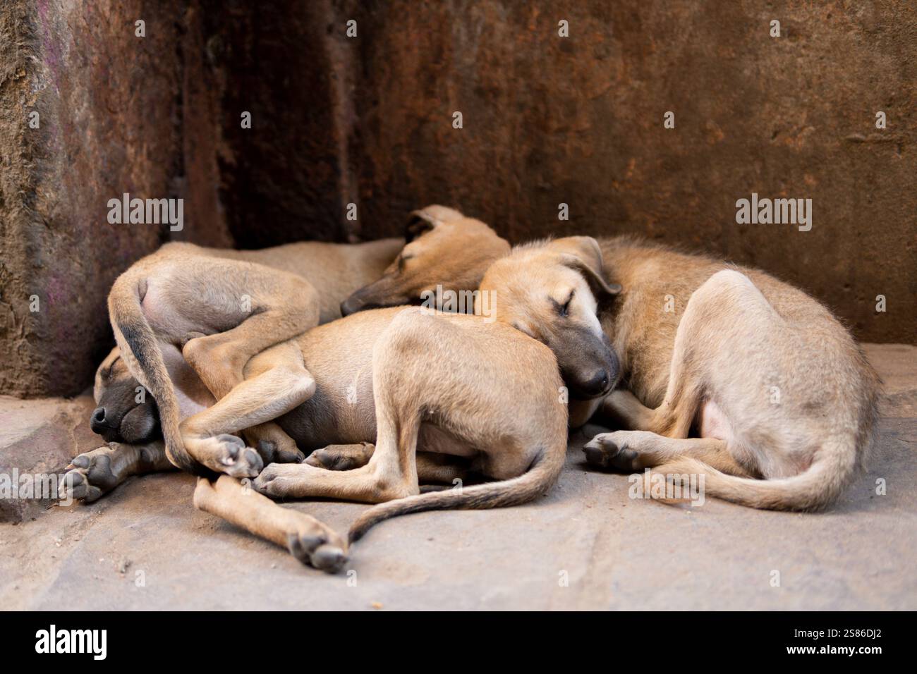 Tre simpatici cuccioli randagi che dormono l'uno sull'altro per strada a Varanasi, in India Foto Stock