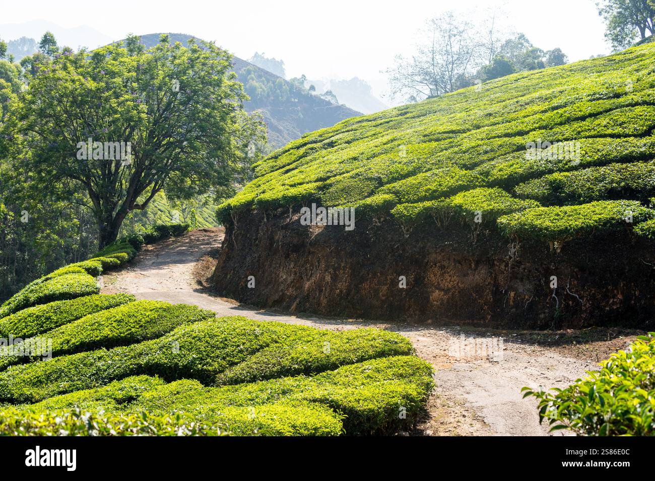 Vista panoramica sulle piantagioni di tè collinari di Munnar all'alba a Kerala, India. Montagne nebbiose sullo sfondo. Foto Stock
