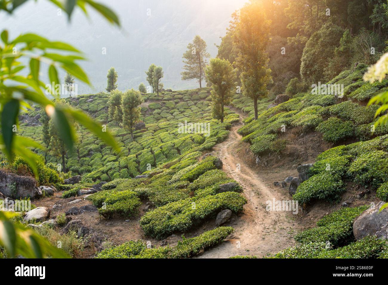 Vista panoramica sulle piantagioni di tè collinari di Munnar all'alba a Kerala, India. Montagne nebbiose sullo sfondo. Foto Stock