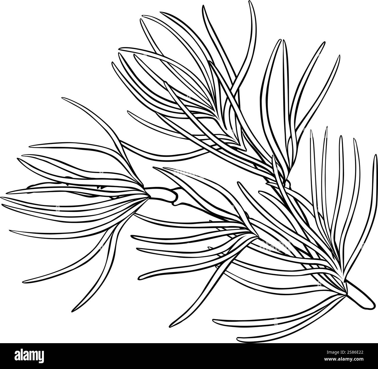 Illustrazione del profilo isolato del ramo del pino Illustrazione Vettoriale