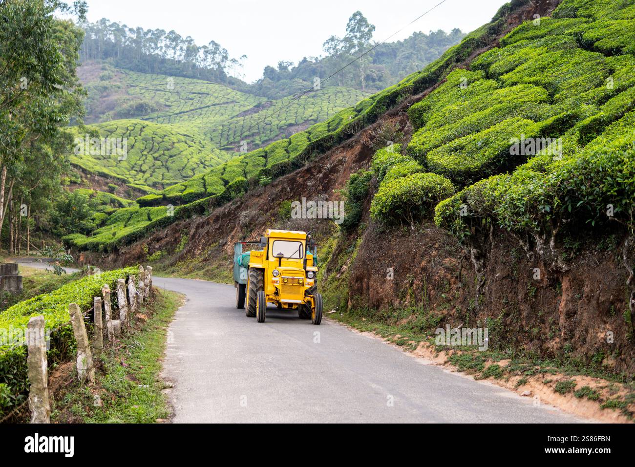 Trattore d'annata giallo che trasporta foglie di tè dalle piantagioni allo stabilimento di Munnar, Kerala, India. Foto Stock