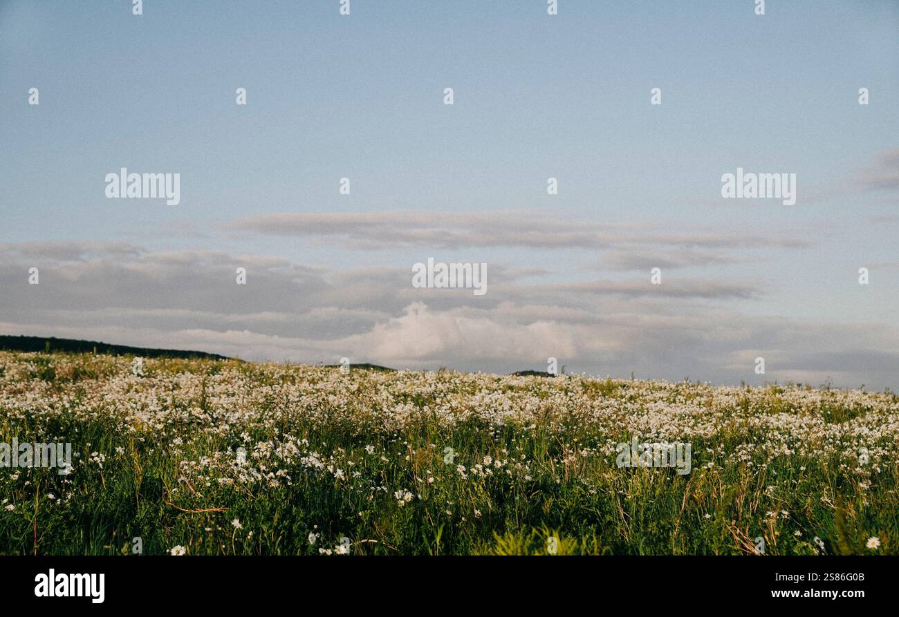 Un campo di fiori con un cielo azzurro limpido sullo sfondo. Il cielo è punteggiato di nuvole, che donano alla scena un'atmosfera tranquilla e serena Foto Stock