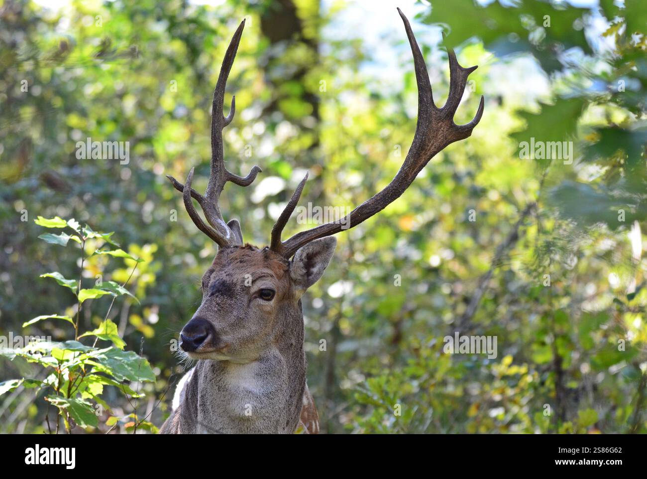 Ritratto di cervi incolti (Dama dama) in una foresta di querce Foto Stock