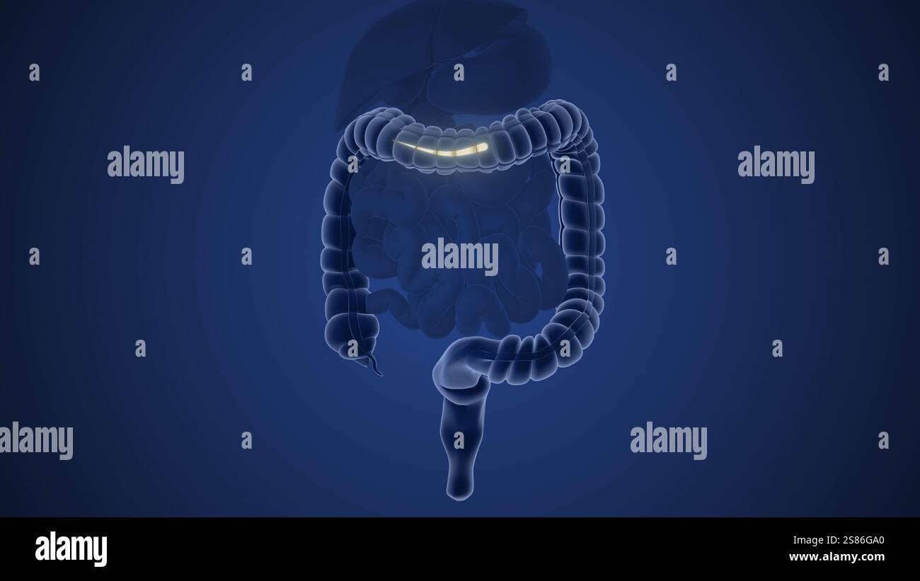 Via dell'intestino crasso negli esseri umani Foto Stock