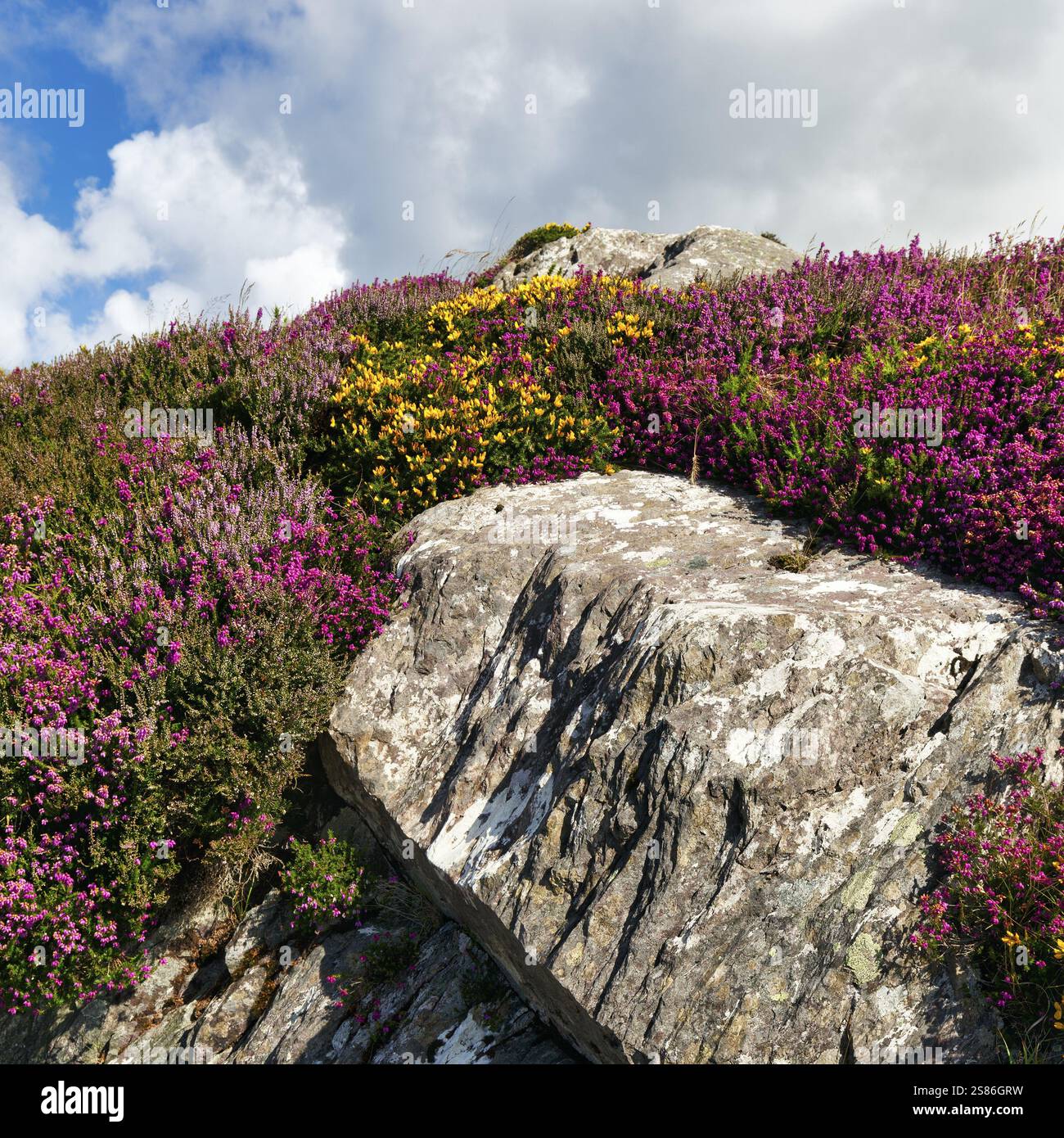 erica in fiore (Erica) e Gorse (Genista) sulla costa rocciosa, Ring of Kerry, Penisola di Iveragh, Irlanda, Europa Foto Stock