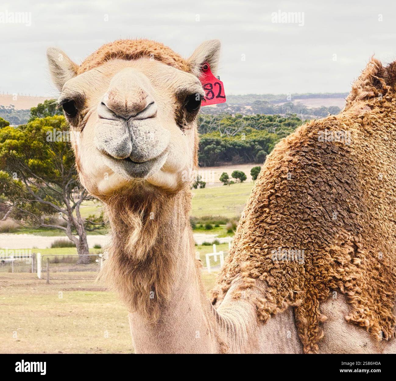 Primo piano frontale del volto di un cammello con caratteristiche dettagliate - Immagine stock catturata con smartphone